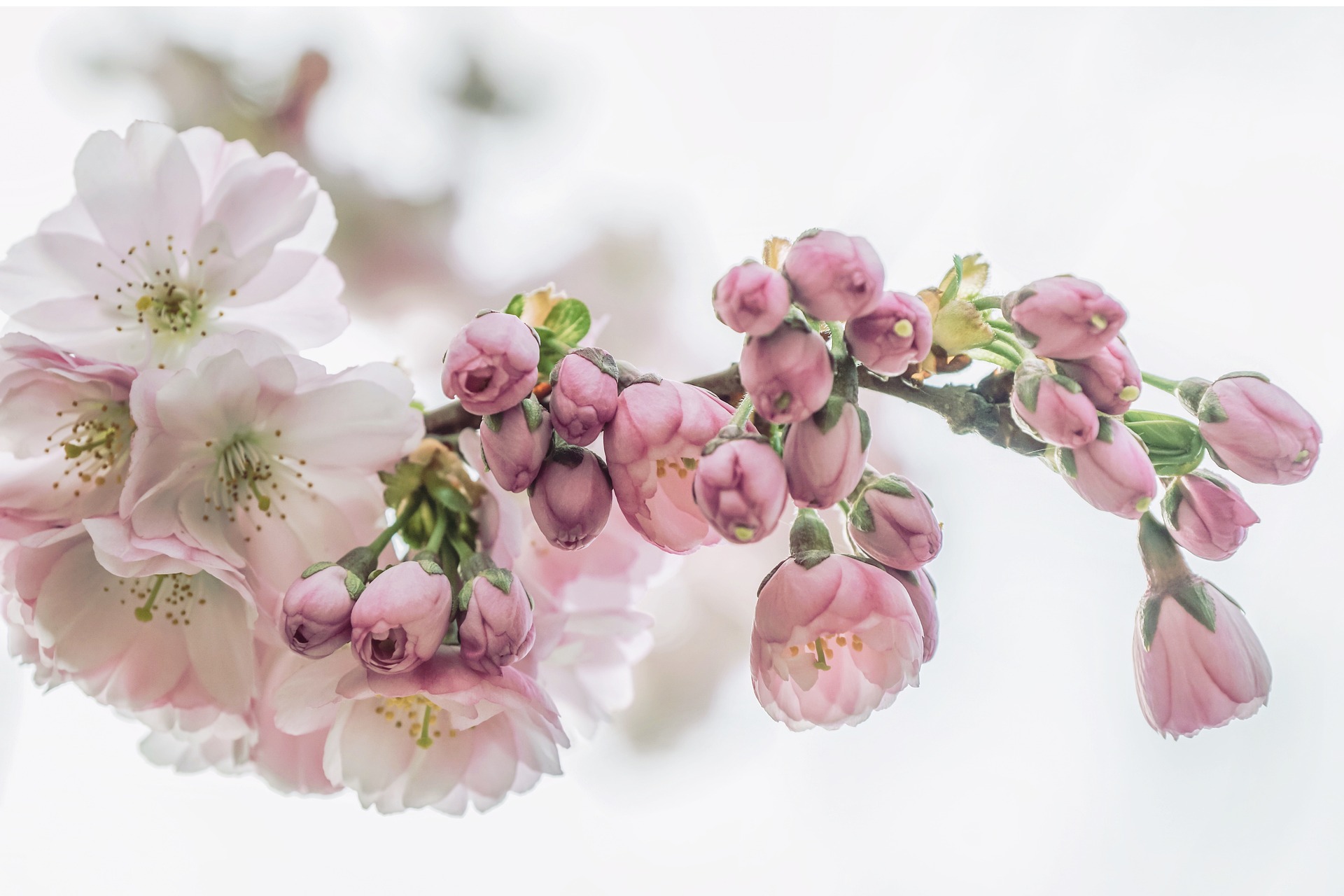 cherry-blossoms-gac39ecd49_1920.jpg